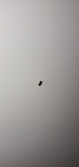 Coleoptera