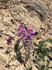 Astragalus bisulcatus