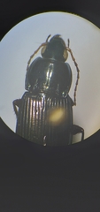 Poecilus lucublandus