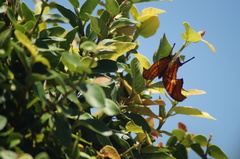 Marpesia petreus