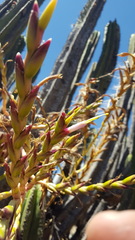 Tillandsia makoyana