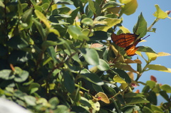 Marpesia petreus