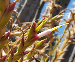 Tillandsia makoyana