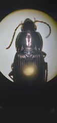 Poecilus lucublandus