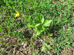 Ranunculus hispidus
