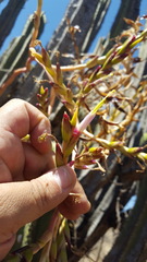 Tillandsia makoyana