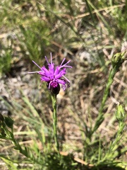 Liatris cylindracea