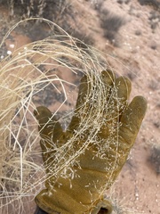 Sporobolus flexuosus