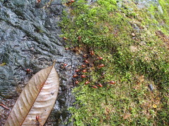 Dinomyrmex gigas borneensis