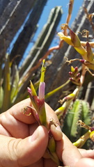 Tillandsia makoyana