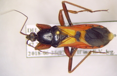 Ectomocoris ululans