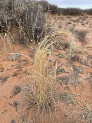 Sporobolus flexuosus