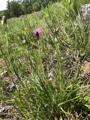 Liatris cylindracea