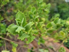 Tetradenia brevispicata