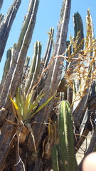 Tillandsia makoyana