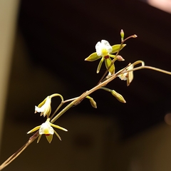 Microepidendrum subulatifolium