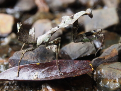 Deroplatys moultoni