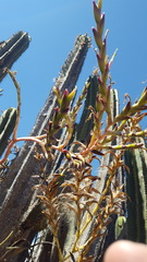 Tillandsia makoyana