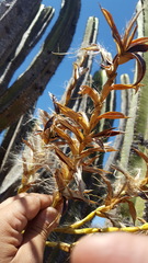 Tillandsia makoyana