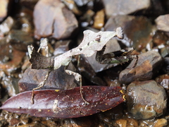 Deroplatys moultoni