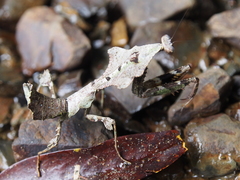 Deroplatys moultoni