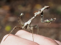 Deroplatys moultoni