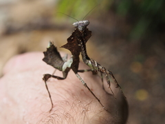 Deroplatys moultoni