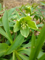 Helleborus dumetorum