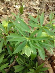 Helleborus dumetorum
