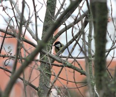 Parus major