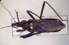 Rhynocoris ibericus