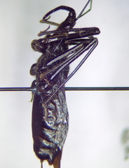 Rhynocoris ibericus