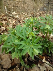 Helleborus dumetorum
