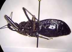Rhynocoris ibericus