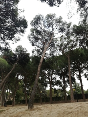 Pinus