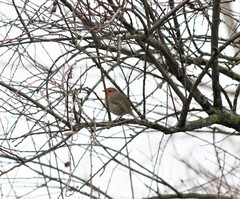 Erithacus rubecula