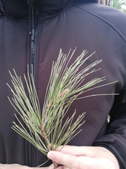 Pinus