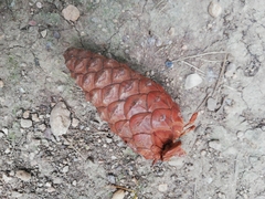 Pinus