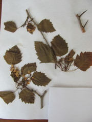 Crataegus coccinea coccinea