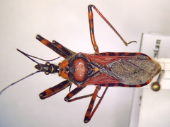 Rhynocoris iracundus