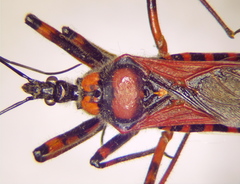 Rhynocoris iracundus