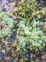 Sphaerocarpos europaeus