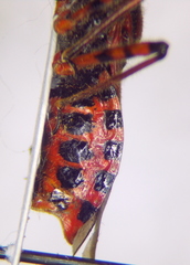 Rhynocoris iracundus