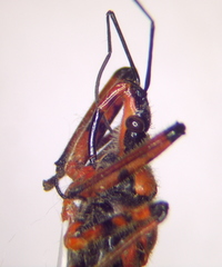 Rhynocoris iracundus