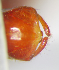 Rhynocoris iracundus