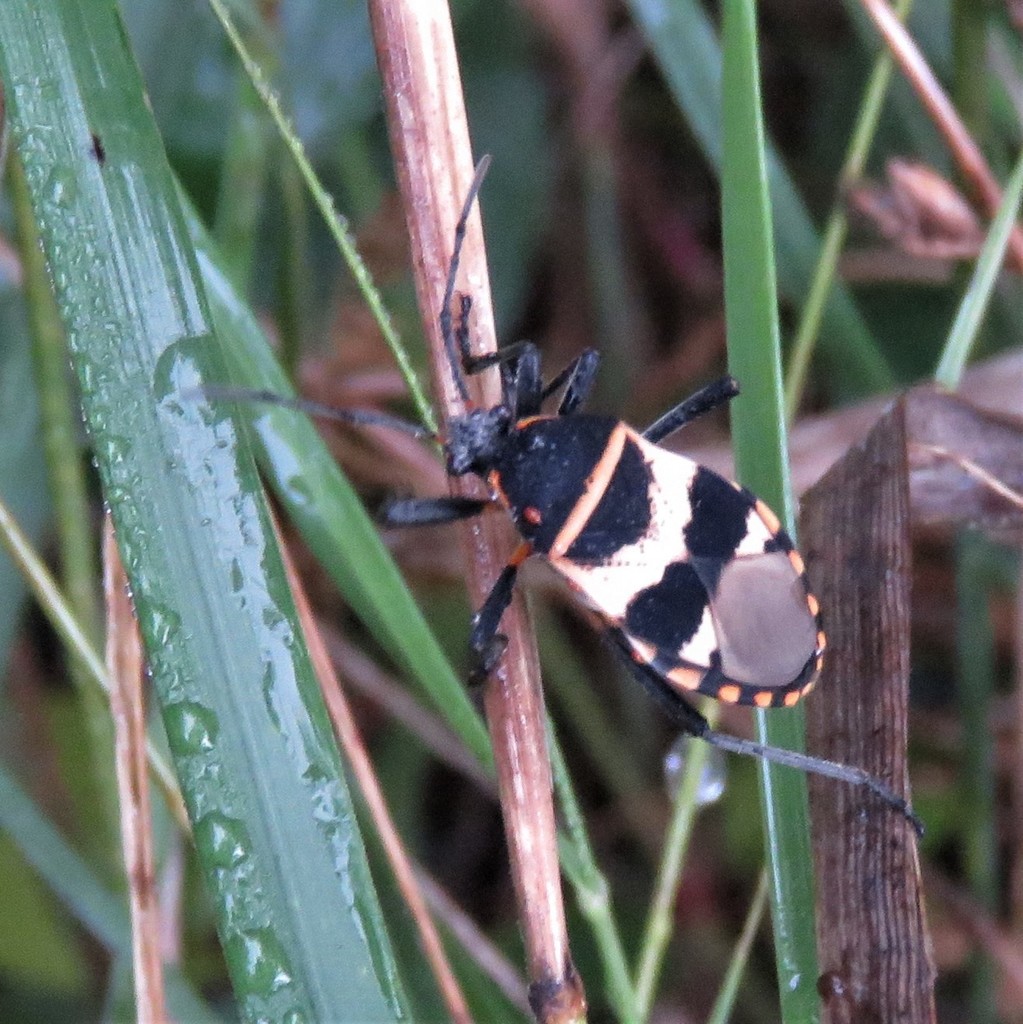 Largus fasciatus