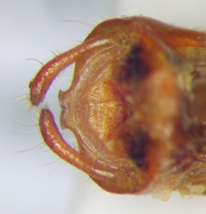 Rhynocoris iracundus