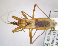 Reduvius testaceus