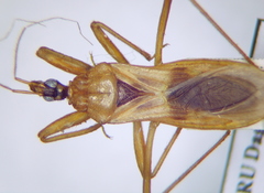 Reduvius testaceus