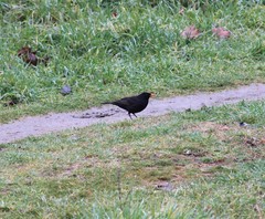 Turdus merula